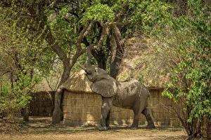 Camp Prints: Africa, Zambia, South Luangwa National Park