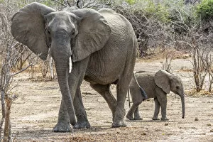 Cute Gallery: Africa, Zambia, Southern Luangwa National Park. An elephant mother with cub