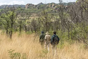africa, Zimbabwe, Bulawayo. Rhino tracking in Matobo Hills National Park