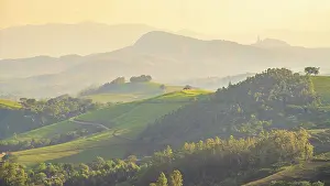 Tea Estate Prints: africa, Zimbabwe, Eastern Highlands
