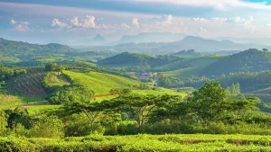 Tea Estate Prints: africa, Zimbabwe, Eastern Highlands