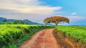 Tea Estate Prints: africa, Zimbabwe, Eastern Highlands