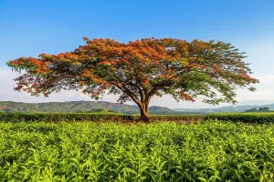 Tea Estate Prints: africa, Zimbabwe, Eastern Highlands