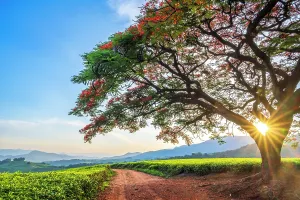 Tea Estate Prints: africa, Zimbabwe, Eastern Highlands
