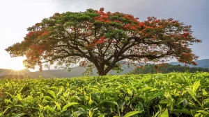 Tea Estate Prints: africa, Zimbabwe, Eastern Highlands