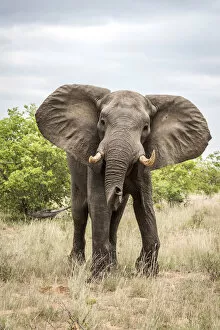 Images Dated 29th November 2017: Africa, Zimbabwe, Gonarezhou National Park. An elephant makes a mock charge