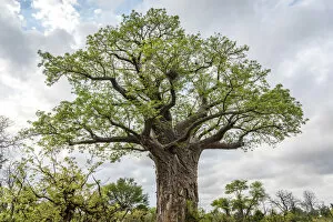 Images Dated 29th November 2017: Africa, Zimbabwe, Gonarezhou National Park. Baobab tree