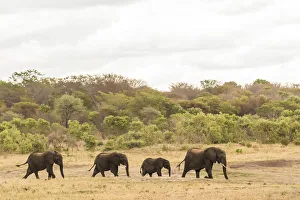 Images Dated 29th November 2017: Africa, Zimbabwe, Hwange National park, a herd of elephants on their way to the water