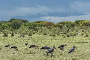 Images Dated 29th November 2017: Africa, Zimbabwe, Hwange National park, marabou storks feeding after the rain