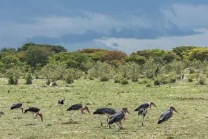 Images Dated 29th November 2017: Africa, Zimbabwe, Hwange National park, marabou storks feeding after the rain