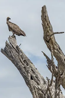 Images Dated 29th November 2017: Africa, Zimbabwe, Hwange National park, Cape vulture on a dead tree