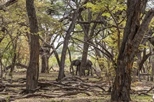 Africa, Zimbabwe, Hwange National park. An elephant in the acacia forest