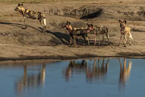 Africa, Zimbabwe, Hwange National park, african wild dogs at the waterhole