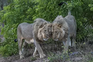 Images Dated 21st December 2017: Africa, Zimbabwe, Hwange National park. Two young male lion brothers showing affection