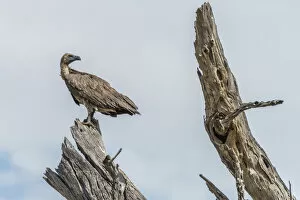 Africa, Zimbabwe, Hwange National park, Cape vulture on a dead tree