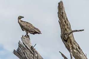 Images Dated 29th November 2017: Africa, Zimbabwe, Hwange National park, Cape vulture on a dead tree