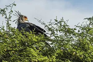 Images Dated 21st December 2017: africa, Zimbabwe, Hwange National park. A secretary bird in its nest