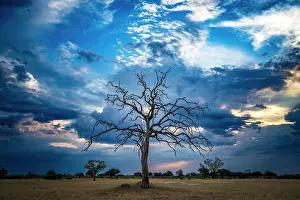 Zimbabwe Prints: africa, Zimbabwe, Hwange National Park. A dry tree at sunset