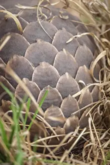 Zimbabwe Prints: africa, Zimbabwe, Hwange National Park. A ground pangolin hiding in the grass