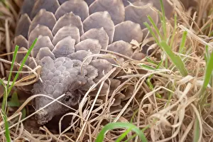 Zimbabwe Prints: africa, Zimbabwe, Hwange National Park. A ground pangolin hiding in the grass