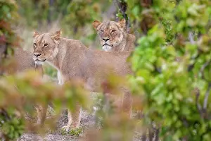Family Prints: africa, Zimbabwe, Hwange National Park. a group of lions