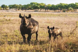 Conservation Prints: africa, Zimbabwe, Imire Rhino sanctuary. A mother and calf of black rhino