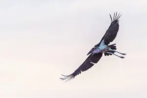 Flying Prints: africa, Zimbabwe, Mana Pools National Park. A Marabou stork in flight