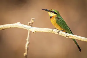 Bird Watching Prints: africa, Zimbabwe, Mana Pools National Park. A little bee-eater