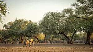 Bull Prints: africa, Zimbabwe, Mana Pools National Park