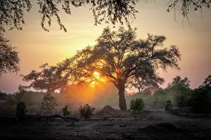 Morning Light Prints: africa, Zimbabwe, Mana Pools National Park. Sunrise in a tree