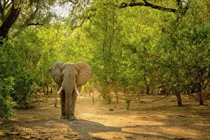 Bull Prints: africa, Zimbabwe, Mana Pools National Park