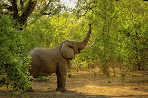 Bull Prints: africa, Zimbabwe, Mana Pools National Park