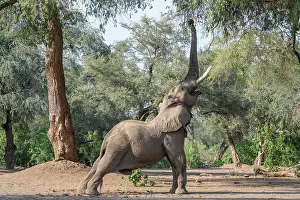 Bull Prints: africa, Zimbabwe, Mana Pools National Park