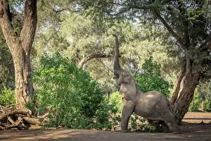 Bull Prints: africa, Zimbabwe, Mana Pools National Park