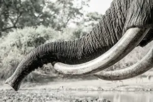 Relaxing Prints: africa, Zimbabwe, Mana Pools National Park