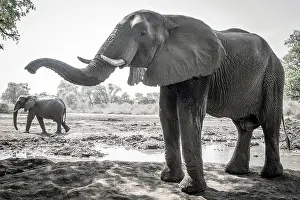 Watching Prints: africa, Zimbabwe, Mana Pools National Park
