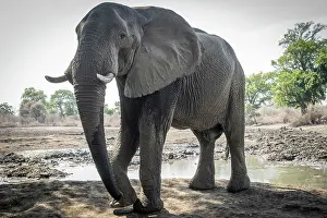 Watching Prints: africa, Zimbabwe, Mana Pools National Park