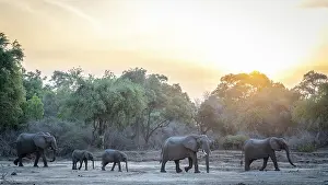 Family Prints: africa, Zimbabwe, Mana Pools National Park