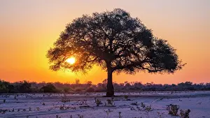Acacia Prints: africa, Zimbabwe, Mana Pools National Park. A lone tree in a river bed at sunset