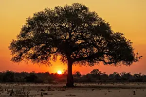Acacia Prints: africa, Zimbabwe, Mana Pools National Park. A lone tree in a river bed at sunset