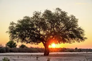 Acacia Prints: africa, Zimbabwe, Mana Pools National Park. A lone tree in a river bed at sunset