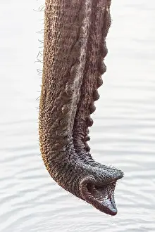 Trunk Prints: africa, Zimbabwe, Mana Pools National Park. An elephant trunk close up
