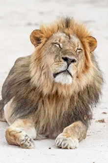 Sleeping Prints: africa, Zimbabwe, Mana Pools National Park. A beautiful male lion sleeping