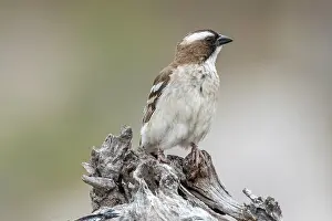Bird Watching Prints: africa, Zimbabwe, Mana Pools National Park. A white browed sparrow weaver