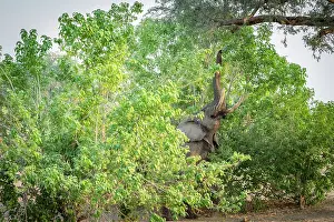 Bull Prints: africa, Zimbabwe, Mana Pools National Park
