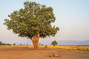 Sleeping Prints: africa, Zimbabwe, Mana Pools National Park. Sunrise with male lion sleeping