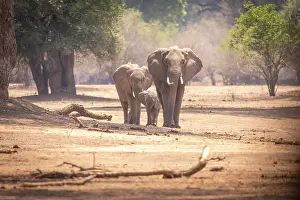 Family Prints: africa, Zimbabwe, Mana Pools National Park. An elephant family