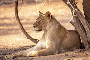 Watching Prints: africa, Zimbabwe, Mana Pools National Park. A female lion