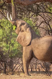 Bull Prints: Africa, Zimbabwe, Mana Pools National Park