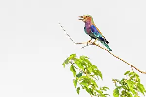 Bird Watching Prints: africa, Zimbabwe, Mana Pools National Park. A Lilac breasted roller on a branch. Sitting